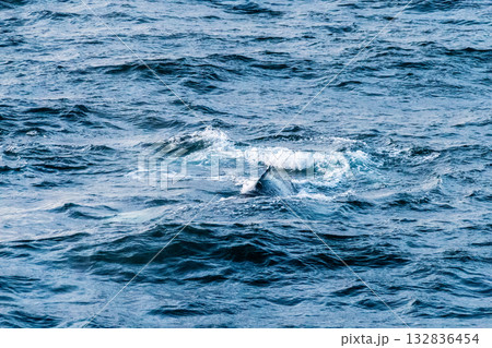 Detail of a humpback dorsal fin and blow hole Detail of a humpback dorsal fin and blow hole 132836454