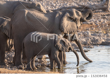 Bathing Elephants in Etosha 132836458