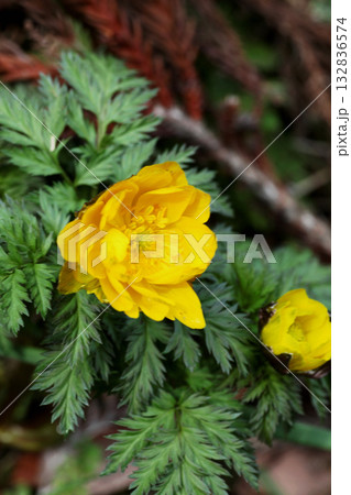 福寿草 132836574