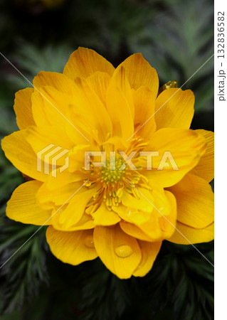 福寿草 132836582