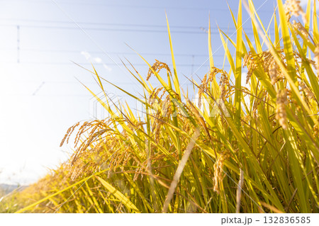 収穫期の稲穂 品種:つや姫 収穫期の稲穂 品種:つや姫 132836585