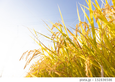 収穫期の稲穂 品種:つや姫 収穫期の稲穂 品種:つや姫 132836586
