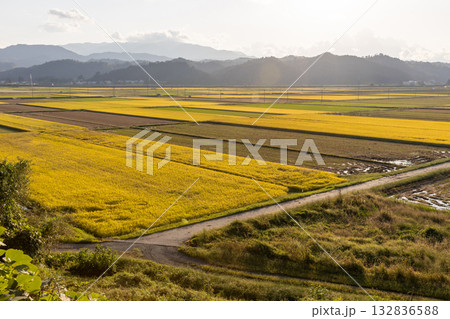 収穫期の稲穂　品種:つや姫 132836588