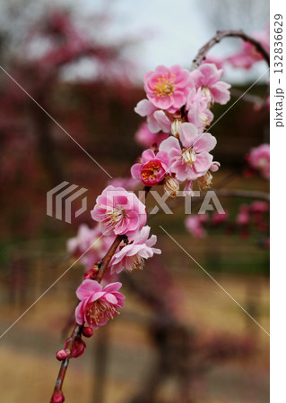 梅の花 132836629
