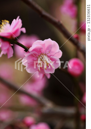 梅の花 132836631