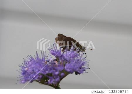秋の庭に咲く紫色のダンギクの花の蜜を吸うイチモンジセセリ蝶 132836754