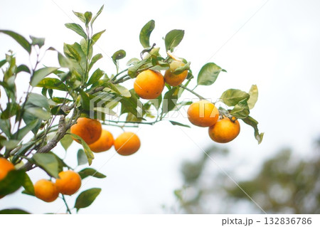 青空の下で実るみかんの枝　冬の味覚と自然の恵み 132836786