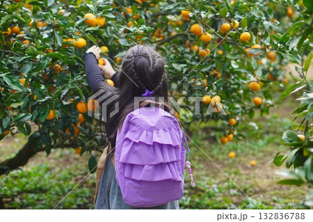 みかん狩りを楽しむ女の子　秋冬の自然体験と収穫の喜び 132836788