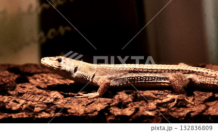 二ホンカナヘビ 132836809