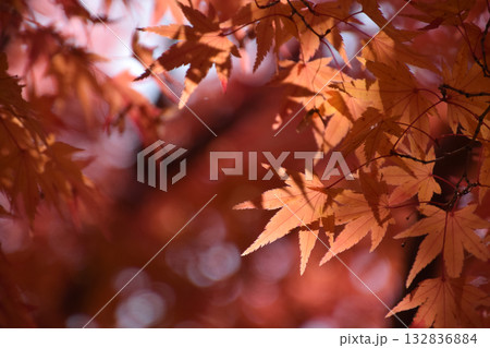 Maple leaves / 紅葉の見頃となったもみじの葉~逆光での透かし撮り(望遠ズーム撮影) Maple leaves / 紅葉の見頃となったもみじの葉~逆光での透かし撮り(望遠ズーム撮影) 132836884