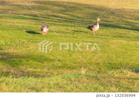 Greylag geese (Anser anser) on the green grass Greylag geese (Anser anser) on the green grass 132836994