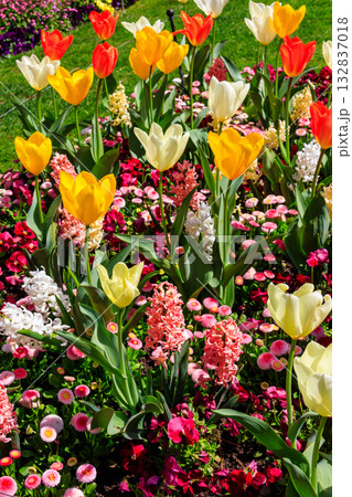 Colorful beautiful spring flowers on flowerbed in the garden Colorful beautiful spring flowers on flowerbed in the garden 132837018