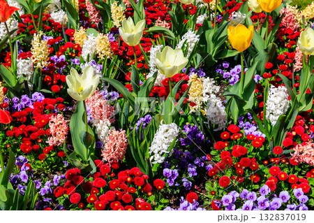 Colorful beautiful spring flowers on flowerbed in the garden Colorful beautiful spring flowers on flowerbed in the garden 132837019