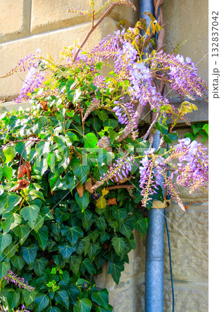 Flowering violet wisteria creeper on the wall 132837042