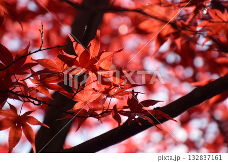 Maple leaves / 紅葉の見頃となったもみじの葉~逆光での透かし撮り(望遠ズーム撮影) Maple leaves / 紅葉の見頃となったもみじの葉~逆光での透かし撮り(望遠ズーム撮影) 132837161