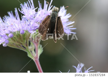 秋の庭に咲く紫色のダンギクの花の蜜を吸うイチモンジセセリ 132837284