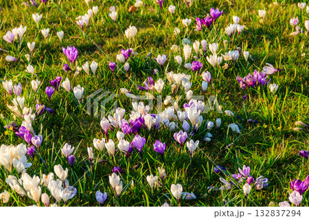 Purple crocus flowers on the lawn at spring Purple crocus flowers on the lawn at spring 132837294