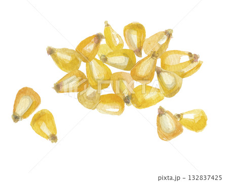 水彩で描いたトウモロコシ 水彩で描いたトウモロコシ 132837425