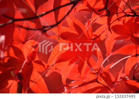 Maple leaves / 紅葉の見頃となったもみじの葉~逆光での透かし撮り(望遠ズーム撮影) Maple leaves / 紅葉の見頃となったもみじの葉~逆光での透かし撮り(望遠ズーム撮影) 132837495