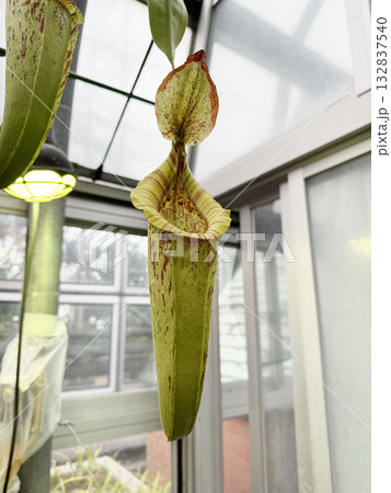 温室のウツボカズラ 132837540