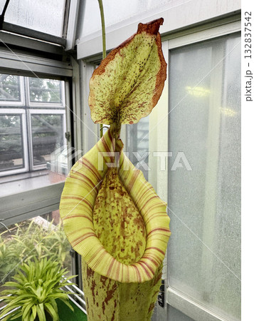 温室のウツボカズラ 温室のウツボカズラ 132837542