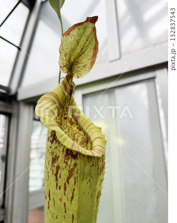 温室のウツボカズラ 132837543