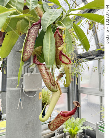 温室のウツボカズラ 温室のウツボカズラ 132837544