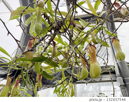 温室のウツボカズラ 132837546