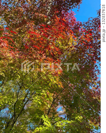 青空と紅葉のグラデーション 132837618