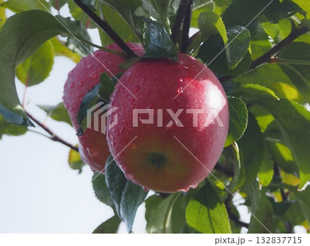 雨上がりのみずみずしいリンゴ（スリムレッド）（20251103105531） 132837715