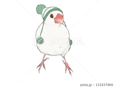 毛糸の帽子をかぶって正面を向いた文鳥 132837860