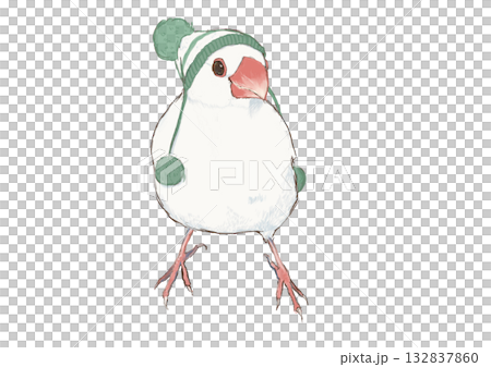 A Java sparrow wearing a woolen hat and facing forward 132837860