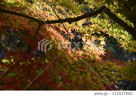 Maple leaves / 紅葉の見頃となったもみじの葉～逆光での透かし撮り(標準画角撮影) 132837882