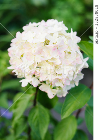 Hydrangea Metallica in partial pink bloom 132838018