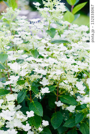 White blooming panicles early stage Wim s Red 132838067