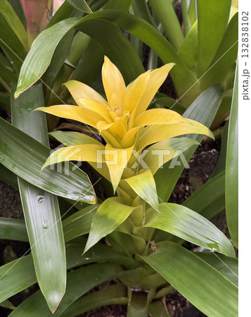 黄色のグズマニア 132838102