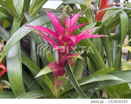 ピンクのグズマニア 132838105