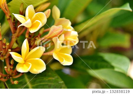 夏の日差しを浴びて輝く満開のプルメリア 132838119