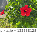 夏のハイビスカス 132838128