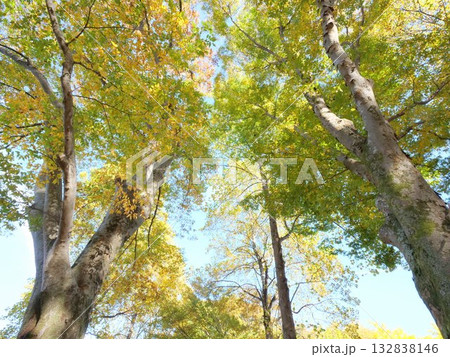 ケヤキとユリノキの紅葉を見上げる 132838146