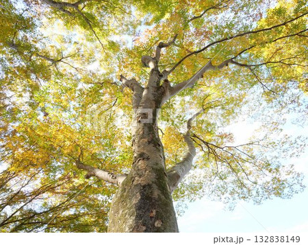 ケヤキの紅葉を見上げる 132838149