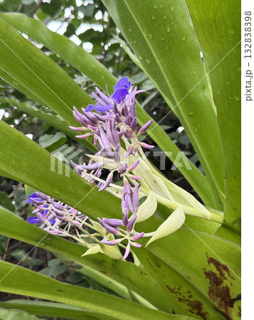 コクリオステマ・オドラテッシムム 132838398