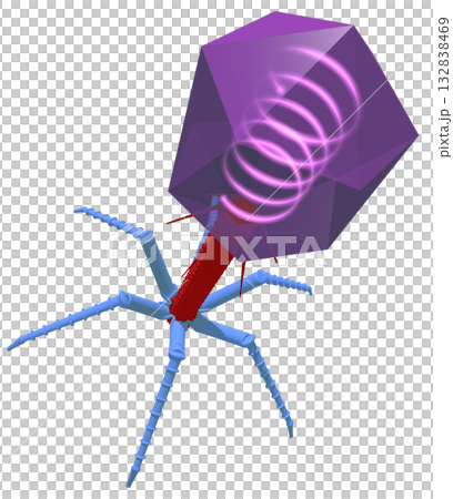 バクテリオファージ 132838469