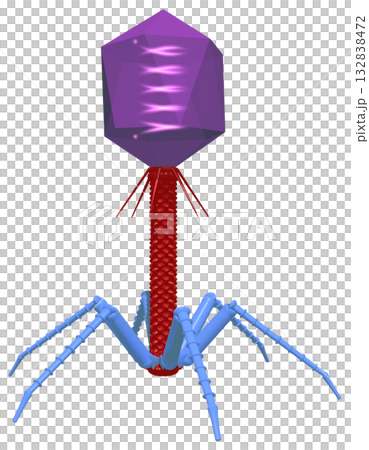 噬菌體 噬菌體 132838472