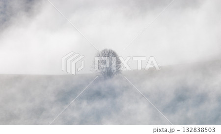 A solitary leafless tree stands on a hill shrouded in dense fog creating a serene and minimalist landscape. 132838503