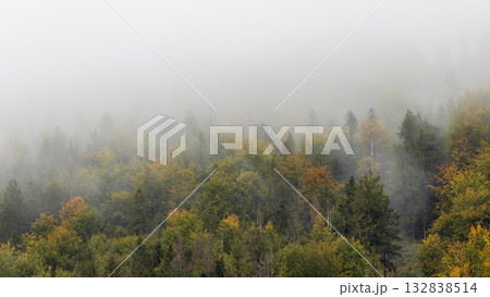 Misty forest scene with evergreens and autumn colors peeking through a thick blanket of fog creating an atmospheric landscape. The Mala Fatra national park in Slovakia, Europe. 132838514