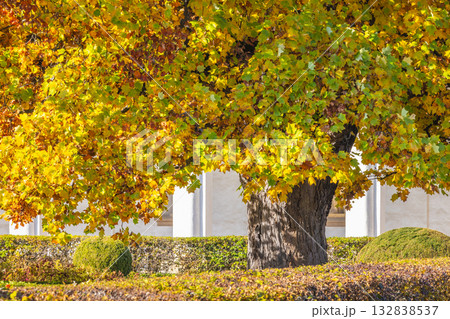 A majestic tree with yellow leaves stands as a vibrant symbol of autumn in a beautifully landscaped environment. The Flower Garden in Kromeriz town in Moravia region of Czech Republic, Europe. 132838537