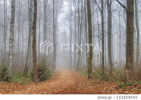 Foggy Forest Path, a tranquil view of a trail through a dense forest shrouded in mist, leaves scattered on the ground, creating a serene atmosphere. 132838545