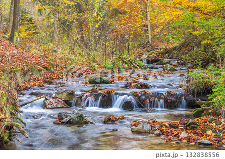 Autumn Stream, fallen leaves drift on the current in a woodland stream, surrounded by golden autumn foliage. Autumn Stream, fallen leaves drift on the current in a woodland stream, surrounded by golden autumn foliage. 132838556