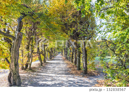 Tree-lined pathway bathed in autumn sunlight, beckoning a peaceful walk through nature's colorful spectacle. The Flower Garden in Kromeriz town in Moravia region of Czech Republic, Europe. Tree-lined pathway bathed in autumn sunlight, beckoning a peaceful walk through nature's colorful spectacle. The Flower Garden in Kromeriz town in Moravia region of Czech Republic, Europe. 132838567